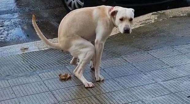 La vergogna di un cane